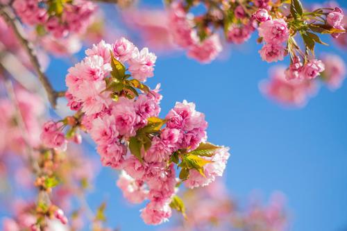 Spring awakening at the Beatenhof