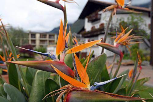 Lo splendore dei fiori