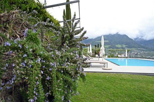 Rosemary in bloom