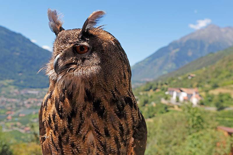 Bird care centre Dorf Tirol