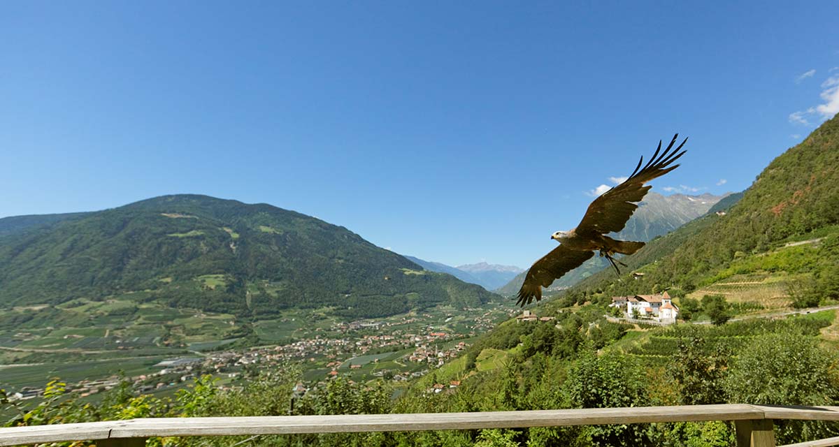Vogelpflegezentrum Dorf Tirol