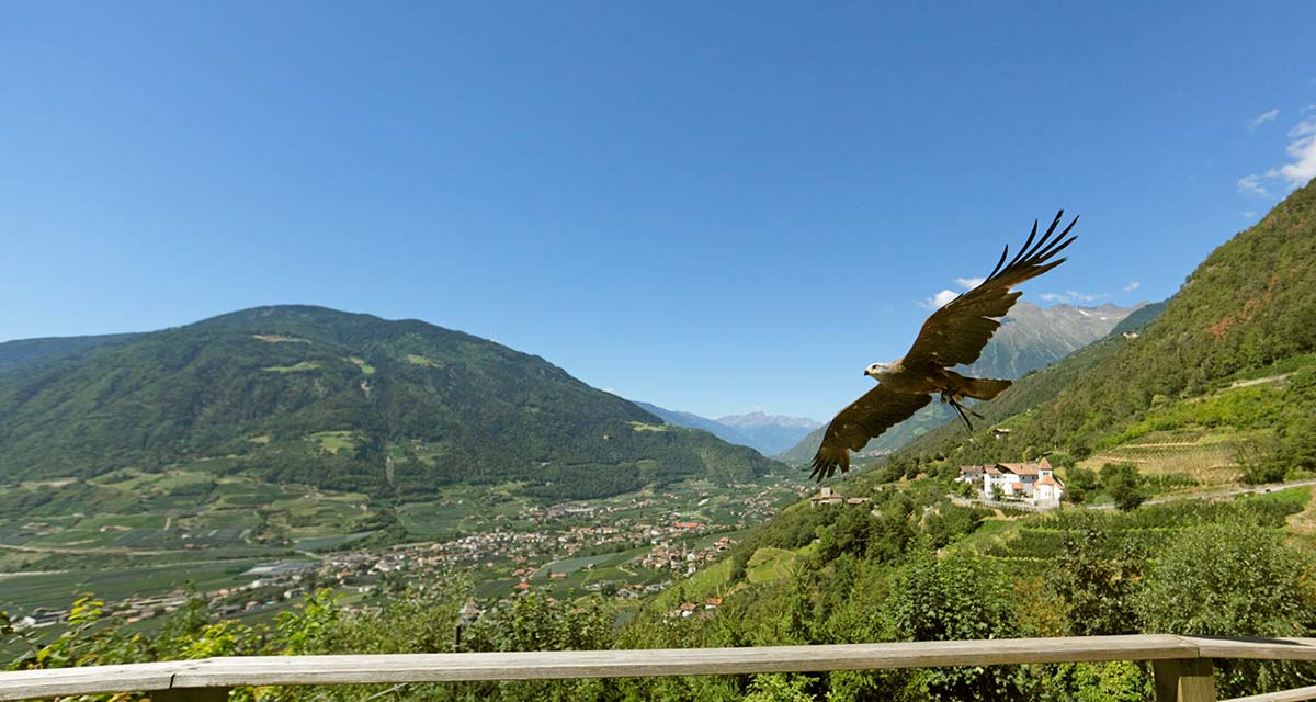 Bird care centre Dorf Tirol