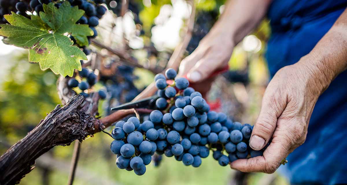 Grape harvest in South Tyrol