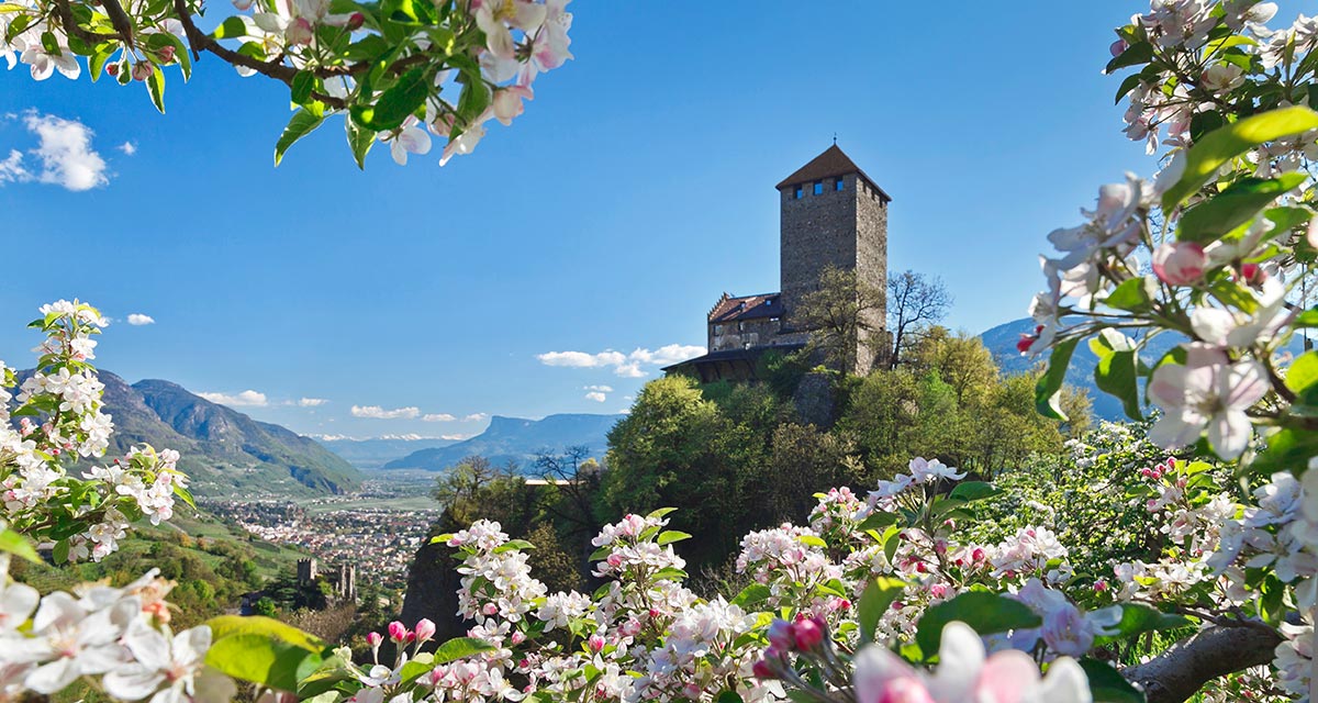Apfelblüte bei Schloss Tirol